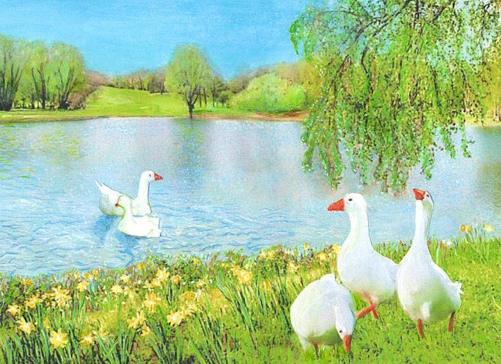 Daffodils on the Shore of the Duck Pond